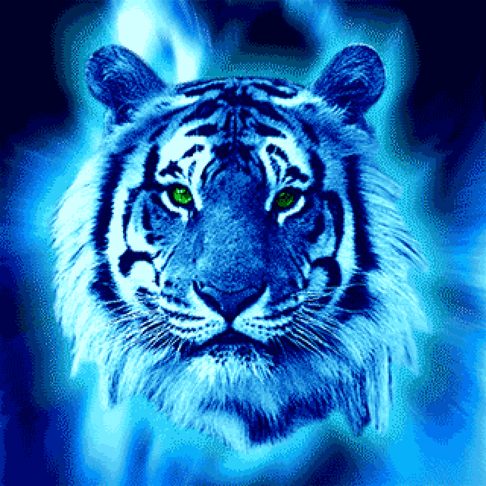 blue Tiger (fioto Rob Scholte Museum